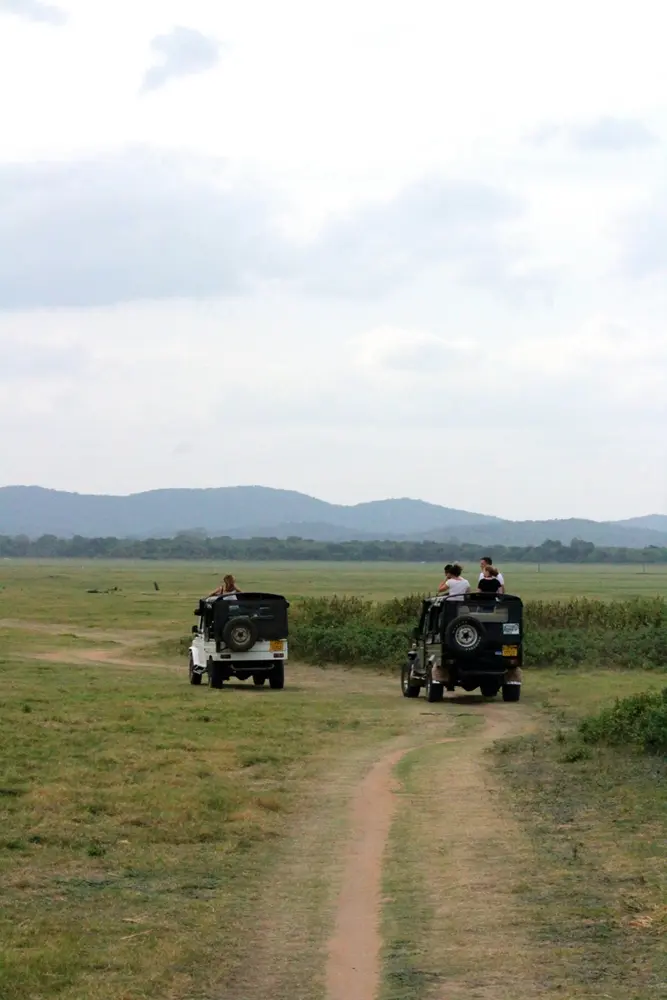 Safari a Minneriya